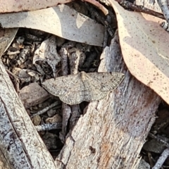 Taxeotis subvelaria at Bungonia, NSW - 15 Oct 2023 06:03 PM