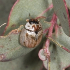 Paropsisterna m-fuscum (Eucalyptus Leaf Beetle) at Chakola, NSW - 15 Oct 2023 by AlisonMilton
