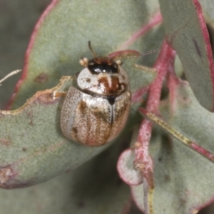 Paropsisterna m-fuscum at Chakola, NSW - 15 Oct 2023