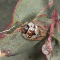 Paropsisterna m-fuscum at Chakola, NSW - 15 Oct 2023