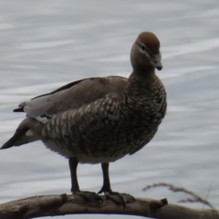 Chenonetta jubata (Australian Wood Duck) at Belconnen, ACT - 15 Oct 2023 by MatthewFrawley