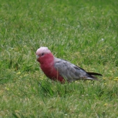 Eolophus roseicapilla (Galah) at Lake Ginninderra - 15 Oct 2023 by MatthewFrawley