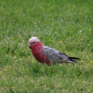 Eolophus roseicapilla at Belconnen, ACT - 15 Oct 2023