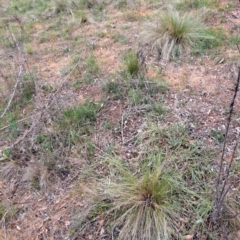 Nassella trichotoma (Serrated Tussock) at Majura, ACT - 15 Oct 2023 by abread111