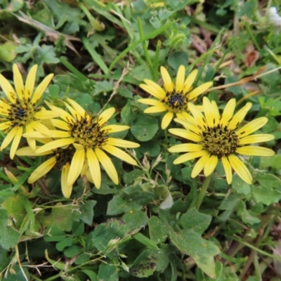 Arctotheca calendula (Capeweed, Cape Dandelion) at Lake Ginninderra - 15 Oct 2023 by MatthewFrawley