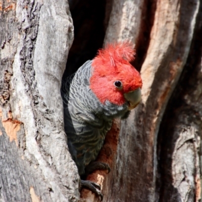 Callocephalon fimbriatum (Gang-gang Cockatoo) at Hughes Grassy Woodland - 15 Oct 2023 by LisaH