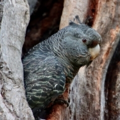 Callocephalon fimbriatum at Hughes, ACT - 15 Oct 2023