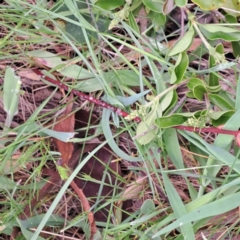 Ligustrum sinense (Narrow-leaf Privet, Chinese Privet) at Mount Majura - 15 Oct 2023 by abread111