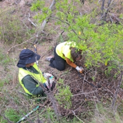 Ligustrum sinense at Majura, ACT - 15 Oct 2023