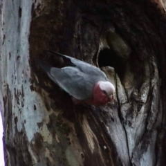 Eolophus roseicapilla (Galah) at Hughes, ACT - 15 Oct 2023 by LisaH