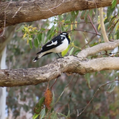 Grallina cyanoleuca (Magpie-lark) at Belconnen, ACT - 15 Oct 2023 by MatthewFrawley