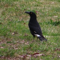 Strepera graculina (Pied Currawong) at Belconnen, ACT - 15 Oct 2023 by MatthewFrawley