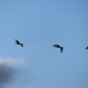 Threskiornis molucca at Parkes, ACT - 14 Oct 2023