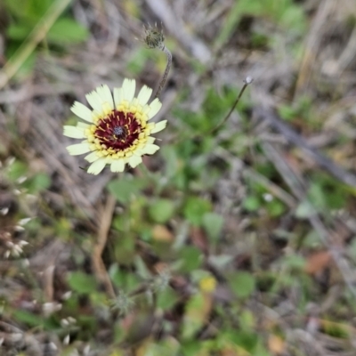 Tolpis barbata (Yellow Hawkweed) at Black Mountain - 15 Oct 2023 by BethanyDunne