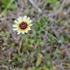 Tolpis barbata (Yellow Hawkweed) at Black Mountain - 15 Oct 2023 by BethanyDunne