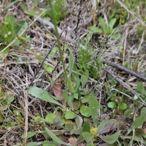 Tolpis barbata at Canberra Central, ACT - 15 Oct 2023