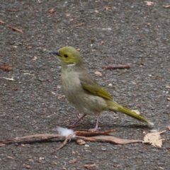 Ptilotula penicillata (White-plumed Honeyeater) at Lake Ginninderra - 15 Oct 2023 by MatthewFrawley