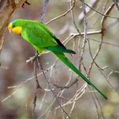 Polytelis swainsonii (Superb Parrot) at Red Hill to Yarralumla Creek - 15 Oct 2023 by LisaH