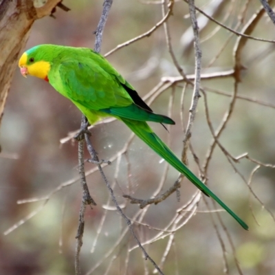 Polytelis swainsonii (Superb Parrot) at Hughes, ACT - 15 Oct 2023 by LisaH