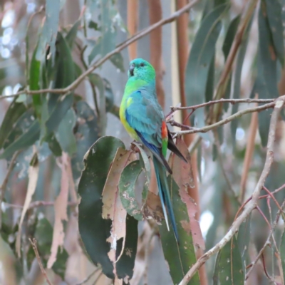 Psephotus haematonotus (Red-rumped Parrot) at Lake Ginninderra - 15 Oct 2023 by MatthewFrawley