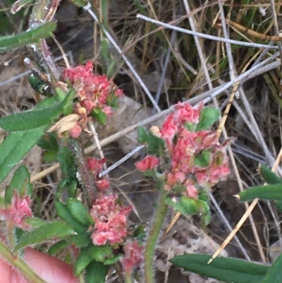 Gonocarpus tetragynus (Common Raspwort) at Burra Creek, NSW - 15 Oct 2023 by SuePolsen