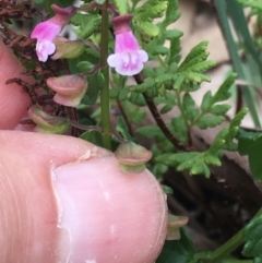 Scutellaria humilis (Dwarf Skullcap) at Burra Creek, NSW - 15 Oct 2023 by SuePolsen