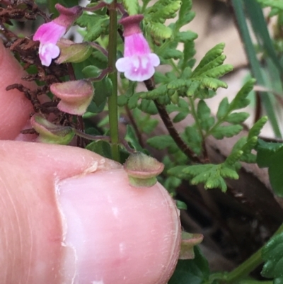 Scutellaria humilis (Dwarf Skullcap) at Burra Creek, NSW - 15 Oct 2023 by SuePolsen