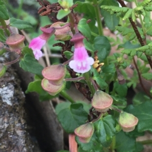 Scutellaria humilis at Burra Creek, NSW - 15 Oct 2023