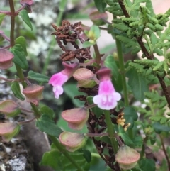 Scutellaria humilis at Burra Creek, NSW - 15 Oct 2023