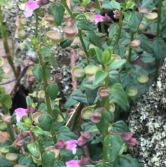 Scutellaria humilis at Burra Creek, NSW - 15 Oct 2023