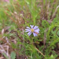 Vittadinia muelleri (Narrow-leafed New Holland Daisy) at Lake Ginninderra - 15 Oct 2023 by MatthewFrawley