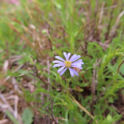 Vittadinia muelleri (Narrow-leafed New Holland Daisy) at Belconnen, ACT - 15 Oct 2023 by MatthewFrawley