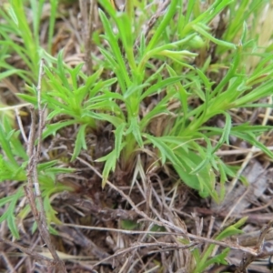 Vittadinia muelleri at Belconnen, ACT - 15 Oct 2023