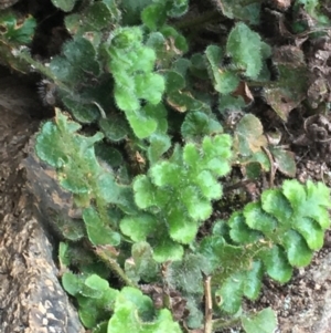 Asplenium subglandulosum at Burra Creek, NSW - 15 Oct 2023 03:05 PM