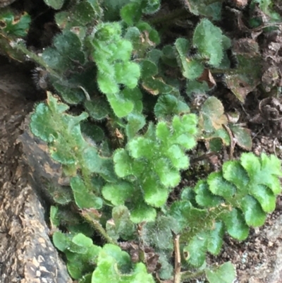 Asplenium subglandulosum (Blanket Fern) at Burra Creek, NSW - 15 Oct 2023 by SuePolsen