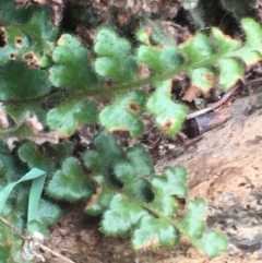 Asplenium subglandulosum at Burra Creek, NSW - 15 Oct 2023