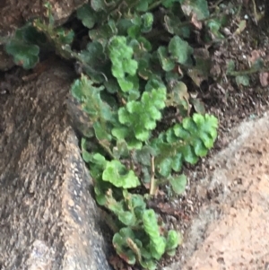 Asplenium subglandulosum at Burra Creek, NSW - 15 Oct 2023