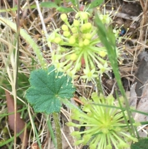 Hydrocotyle laxiflora at Burra Creek, NSW - 15 Oct 2023