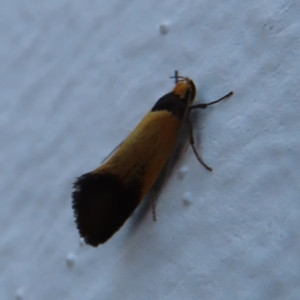 Echinocosma catachrysa at Parkes, ACT - 14 Oct 2023 06:26 PM