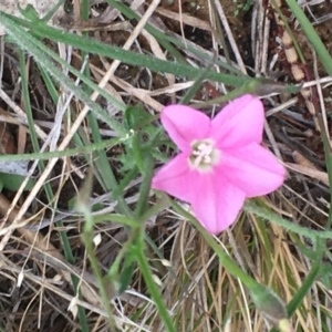 Convolvulus angustissimus subsp. angustissimus at Burra Creek, NSW - 15 Oct 2023 02:50 PM