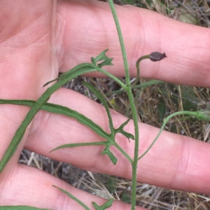 Convolvulus angustissimus subsp. angustissimus at Burra Creek, NSW - 15 Oct 2023 02:50 PM