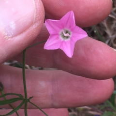 Convolvulus angustissimus subsp. angustissimus at Burra Creek, NSW - 15 Oct 2023 02:50 PM