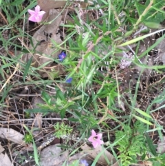 Convolvulus angustissimus subsp. angustissimus at Burra Creek, NSW - 15 Oct 2023 02:50 PM