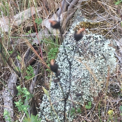 Unidentified Other Wildflower or Herb at Burra Creek, NSW - 15 Oct 2023 by SuePolsen