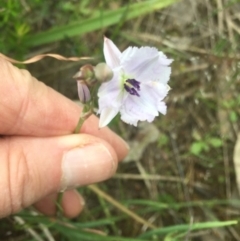 Arthropodium fimbriatum (Nodding Chocolate Lily) at Burra Creek, NSW - 15 Oct 2023 by SuePolsen