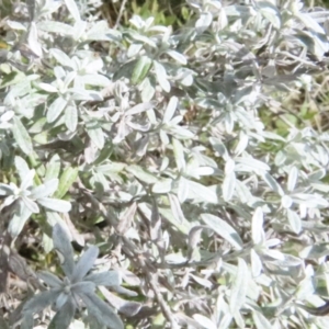 Olearia phlogopappa subsp. flavescens at Bimberi, NSW - 27 Sep 2023