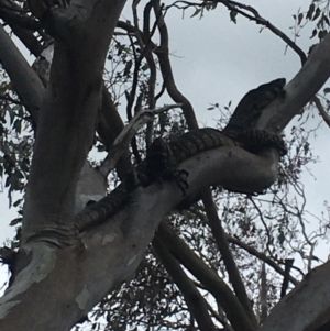 Varanus varius at Burra Creek, NSW - 15 Oct 2023