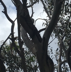 Varanus varius at Burra Creek, NSW - suppressed