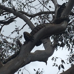 Varanus varius at Burra Creek, NSW - suppressed