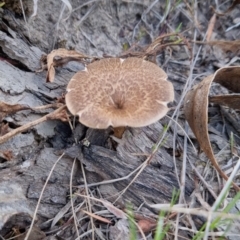 Lentinus arcularius (Fringed Polypore) at Bungendore, NSW - 15 Oct 2023 by clarehoneydove